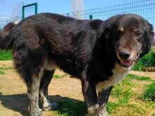 BLACK3, Hund, Mischlingshund in Spanien - Bild 7