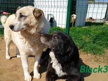 BLACK3, Hund, Mischlingshund in Spanien - Bild 8