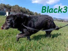 BLACK3, Hund, Mischlingshund in Spanien - Bild 9
