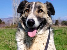 SKY, Hund, Mischlingshund in Spanien - Bild 1