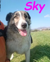 SKY, Hund, Mischlingshund in Spanien - Bild 10