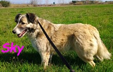 SKY, Hund, Mischlingshund in Spanien - Bild 11