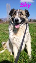 SKY, Hund, Mischlingshund in Spanien - Bild 12