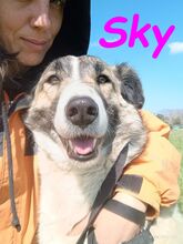 SKY, Hund, Mischlingshund in Spanien - Bild 13