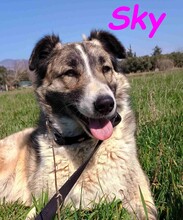 SKY, Hund, Mischlingshund in Spanien - Bild 14