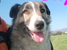 SKY, Hund, Mischlingshund in Spanien - Bild 2