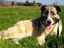 SKY, Hund, Mischlingshund in Spanien - Bild 3