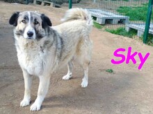 SKY, Hund, Mischlingshund in Spanien - Bild 4