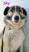SKY, Hund, Mischlingshund in Spanien - Bild 5