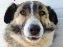 SKY, Hund, Mischlingshund in Spanien - Bild 6