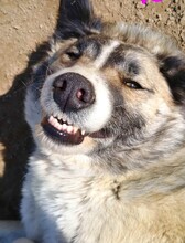 SKY, Hund, Mischlingshund in Spanien - Bild 7