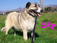 SKY, Hund, Mischlingshund in Spanien - Bild 9