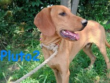 PLUTO2, Hund, Mischlingshund in Griechenland - Bild 1