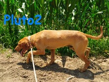 PLUTO2, Hund, Mischlingshund in Griechenland - Bild 10