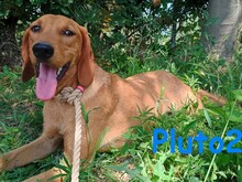 PLUTO2, Hund, Mischlingshund in Griechenland - Bild 2