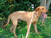 PLUTO2, Hund, Mischlingshund in Griechenland - Bild 3