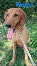 PLUTO2, Hund, Mischlingshund in Griechenland - Bild 4