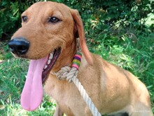 PLUTO2, Hund, Mischlingshund in Griechenland - Bild 5