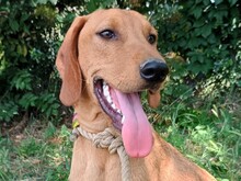 PLUTO2, Hund, Mischlingshund in Griechenland - Bild 6