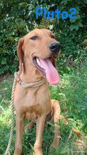 PLUTO2, Hund, Mischlingshund in Griechenland - Bild 7