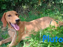 PLUTO2, Hund, Mischlingshund in Griechenland - Bild 8