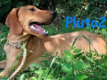 PLUTO2, Hund, Mischlingshund in Griechenland - Bild 9