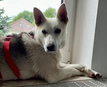 KARLA, Hund, Husky-Mix in Leer - Bild 1