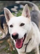 KARLA, Hund, Husky-Mix in Leer - Bild 3