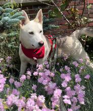 KARLA, Hund, Husky-Mix in Leer - Bild 4