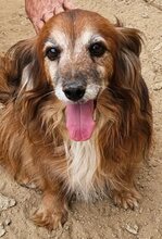 CANELLO, Hund, Mischlingshund in Griechenland - Bild 1