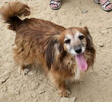 CANELLO, Hund, Mischlingshund in Griechenland - Bild 2