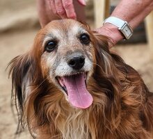 CANELLO, Hund, Mischlingshund in Griechenland - Bild 3