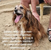 CANELLO, Hund, Mischlingshund in Griechenland - Bild 4
