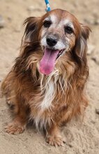 CANELLO, Hund, Mischlingshund in Griechenland - Bild 5