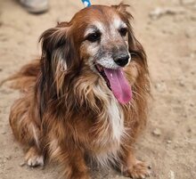 CANELLO, Hund, Mischlingshund in Griechenland - Bild 6