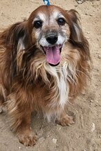 CANELLO, Hund, Mischlingshund in Griechenland - Bild 7