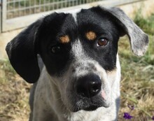 FREDDIE, Hund, Mischling (Pointer-Mix?) in Ungarn - Bild 1