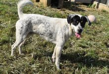 FREDDIE, Hund, Mischling (Pointer-Mix?) in Ungarn - Bild 2