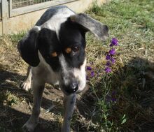 FREDDIE, Hund, Mischling (Pointer-Mix?) in Ungarn - Bild 3