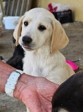 APHRODITE, Hund, Mischlingshund in Griechenland - Bild 1