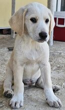 APHRODITE, Hund, Mischlingshund in Griechenland - Bild 2