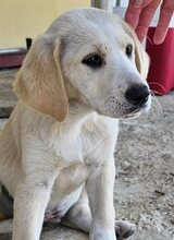 APHRODITE, Hund, Mischlingshund in Griechenland - Bild 3
