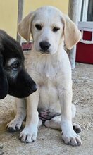 APHRODITE, Hund, Mischlingshund in Griechenland - Bild 4