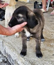 APOLLA, Hund, Mischlingshund in Griechenland - Bild 1
