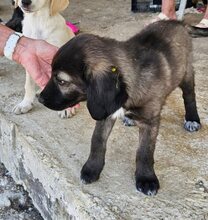 APOLLA, Hund, Mischlingshund in Griechenland - Bild 2