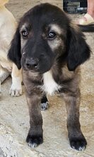 APOLLA, Hund, Mischlingshund in Griechenland - Bild 3