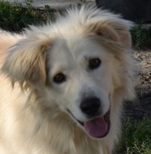 BETYAR, Hund, Mischling (Golden Retriever Mix?) in Ungarn - Bild 1