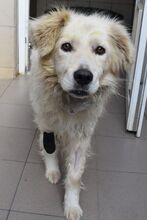 BETYAR, Hund, Mischling (Golden Retriever Mix?) in Ungarn - Bild 2