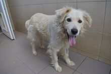 BETYAR, Hund, Mischling (Golden Retriever Mix?) in Ungarn - Bild 3