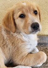 CINDY, Hund, Mischlingshund in Griechenland - Bild 1